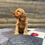 Chia-female-English-Cocker-Spaniel-puppy-for-sale-4