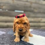 Chia-female-English-Cocker-Spaniel-puppy-for-sale-5