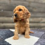 Chia-female-English-Cocker-Spaniel-puppy-for-sale-6