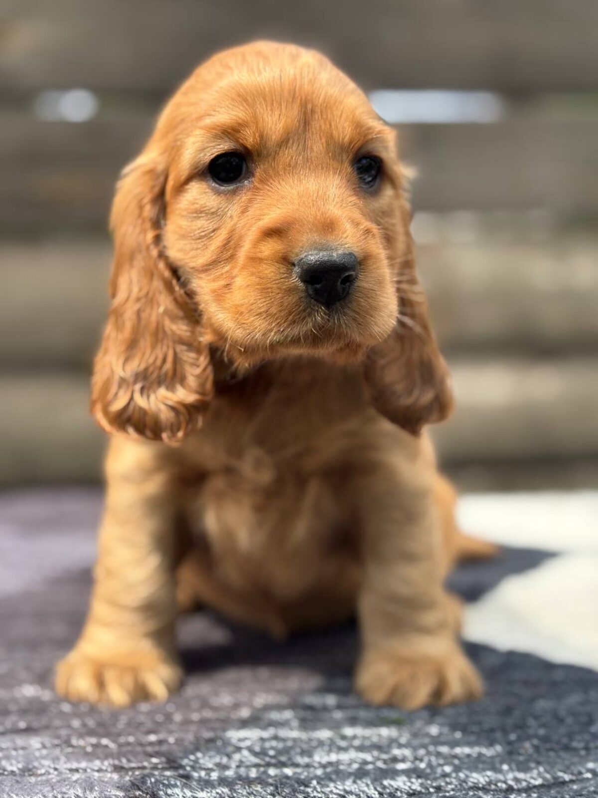 Jack Russell Cocker Spaniel Cross Puppies For Sale Working Cocker