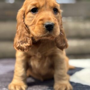 Chica English Cocker Spaniel
