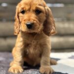 Chica-female-English-Cocker-Spaniel-puppy-for-sale-2
