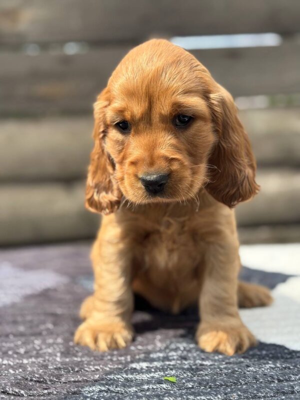 Chica English Cocker Spaniel