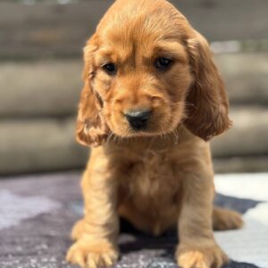 Chica
