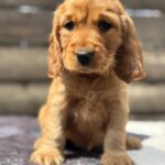Chica-female-English-Cocker-Spaniel-puppy-for-sale-4