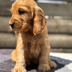 Chica English Cocker Spaniel