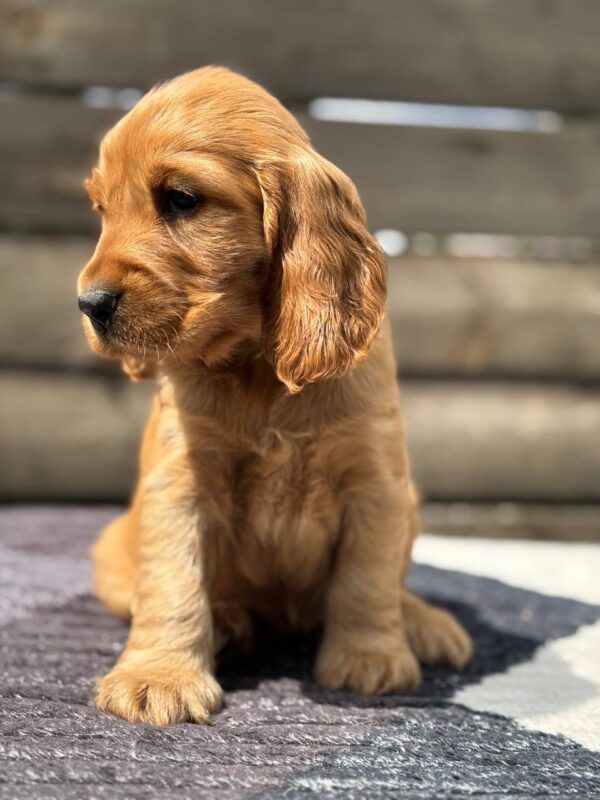 Chica English Cocker Spaniel
