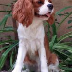 Dalton-male-cavalier-king-charles-spaniel-puppy-for-sale- (1)