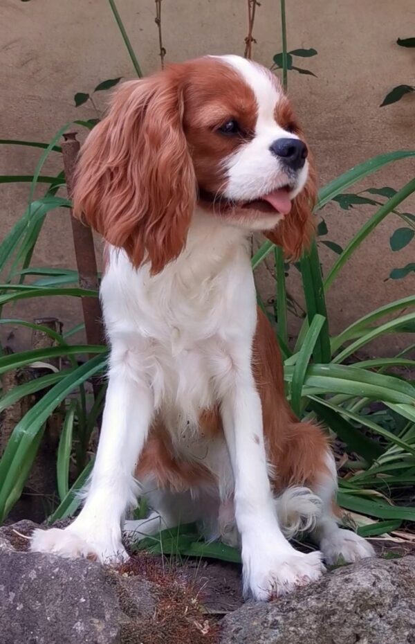 Dalton Cavalier King Charles Spaniel