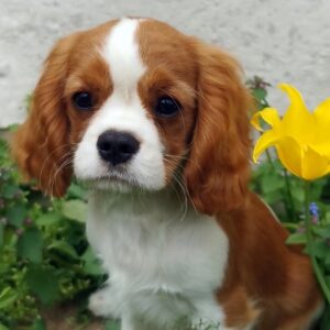Dalton Cavalier King Charles Spaniel