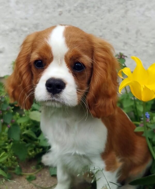 Dalton Cavalier King Charles Spaniel