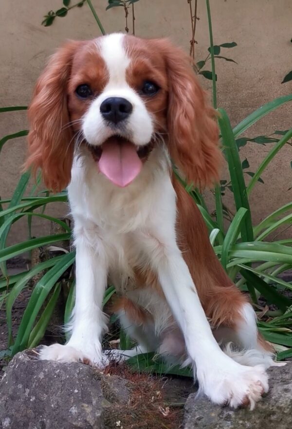 Dalton Cavalier King Charles Spaniel