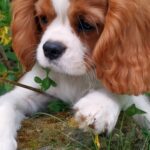 Dalton-male-cavalier-king-charles-spaniel-puppy-for-sale- (2)