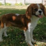 Dalton-male-cavalier-king-charles-spaniel-puppy-for-sale- (3)