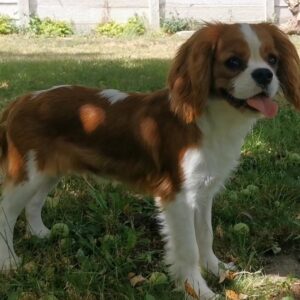 Dalton Cavalier King Charles Spaniel