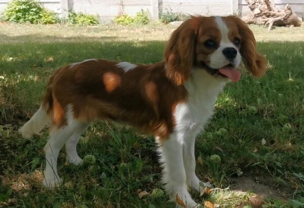 Dalton Cavalier King Charles Spaniel