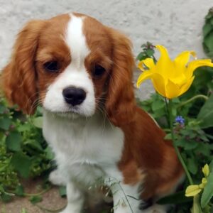 Dalton Cavalier King Charles Spaniel