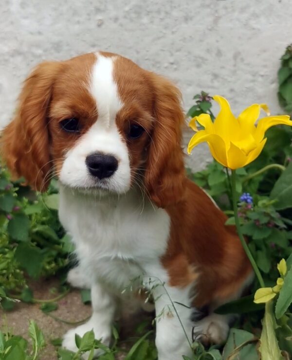 Dalton Cavalier King Charles Spaniel