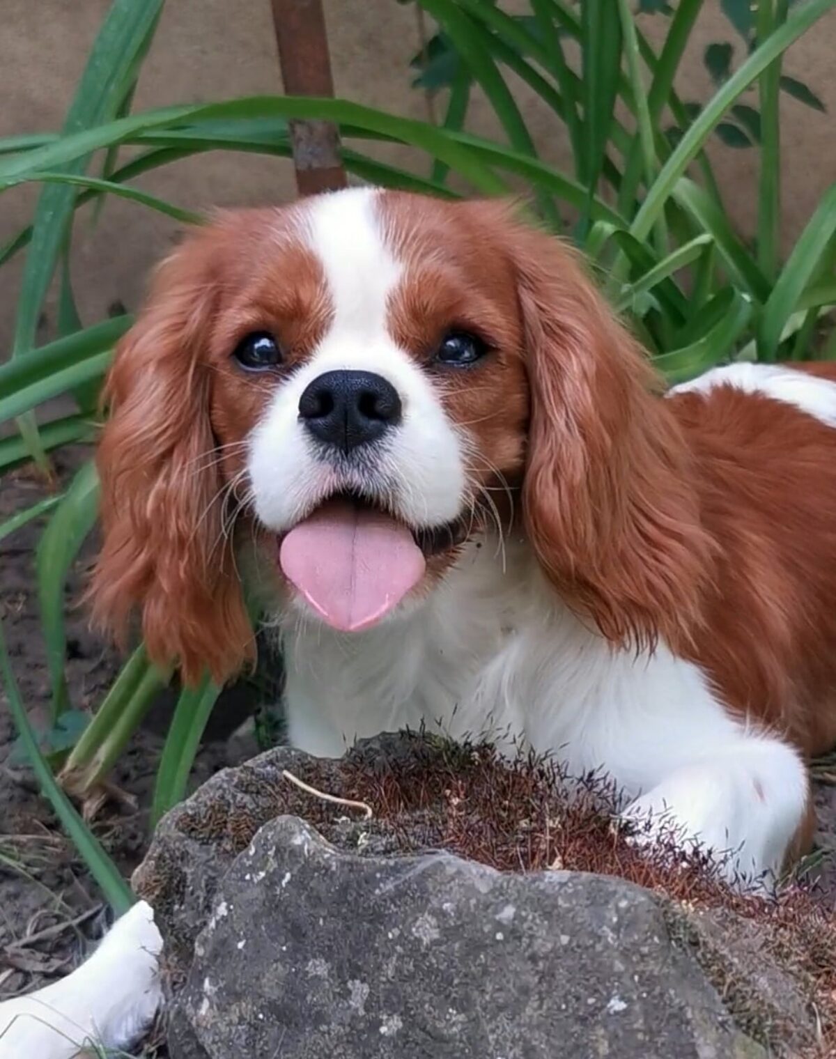Cavalier King Charles Spaniel Good First Time Puppies Cavalier