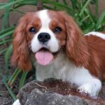 Dalton-male-cavalier-king-charles-spaniel-puppy-for-sale- (4)