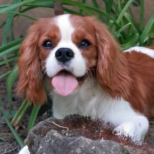 Dalton Cavalier King Charles Spaniel