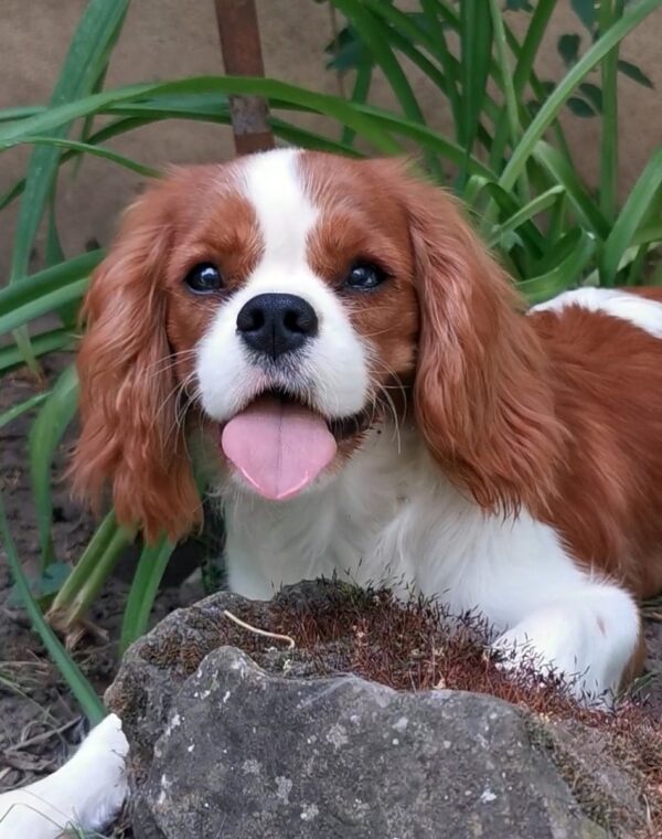 Dalton Cavalier King Charles Spaniel