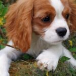 Dalton-male-cavalier-king-charles-spaniel-puppy-for-sale- (4)