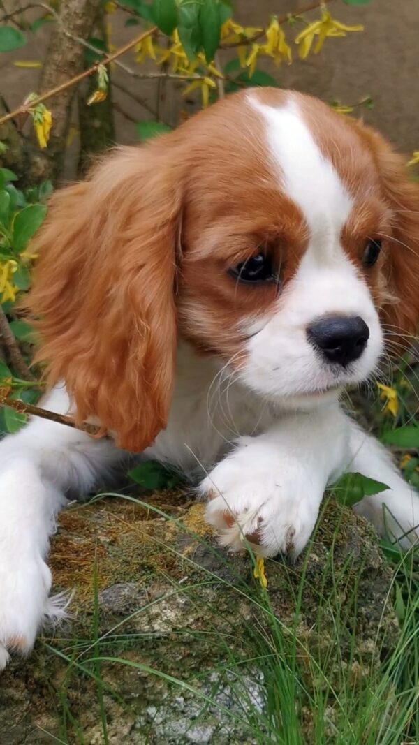 Dalton Cavalier King Charles Spaniel