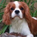 Dalton-male-cavalier-king-charles-spaniel-puppy-for-sale- (5)