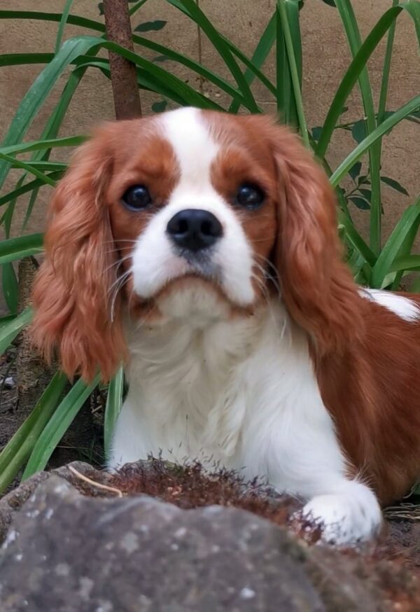 Dalton Cavalier King Charles Spaniel