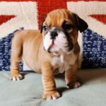 Daza English Bulldog