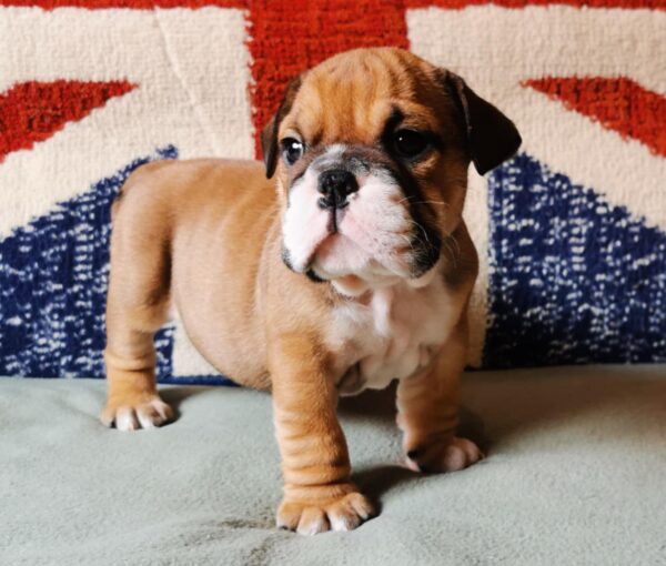 Dart English Bulldog