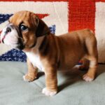 Dart-male-English-bulldog-puppy-for-sale-1 (2)