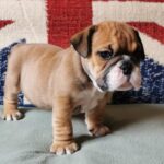 Dart-male-English-bulldog-puppy-for-sale-1 (3)