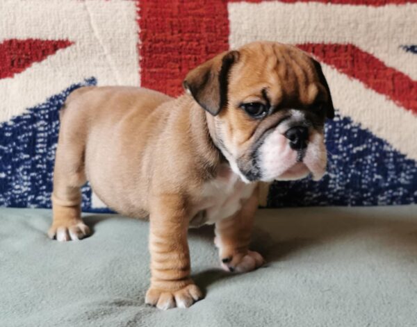 Dart English Bulldog