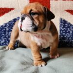 Dart-male-English-bulldog-puppy-for-sale-1 (4)