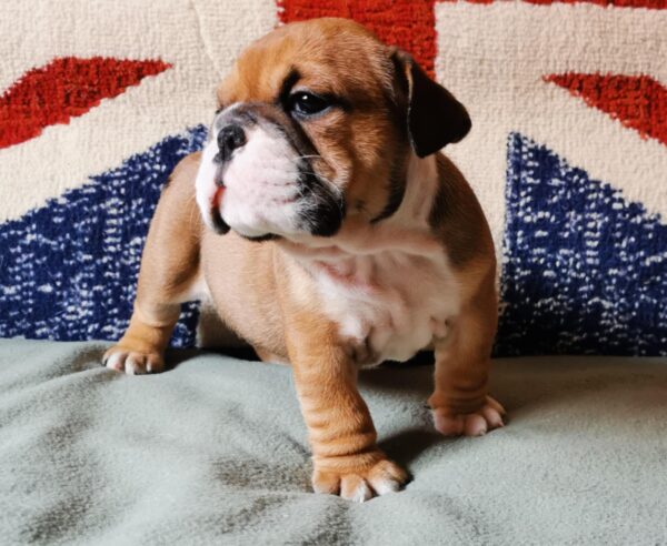 Dart English Bulldog