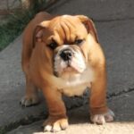 Dart-male-english-bulldog-puppyfor-sale (1)