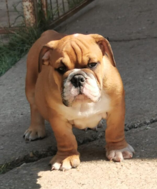Dart English Bulldog