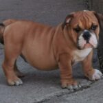 Dart-male-english-bulldog-puppyfor-sale (2)