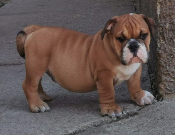 Dart English Bulldog
