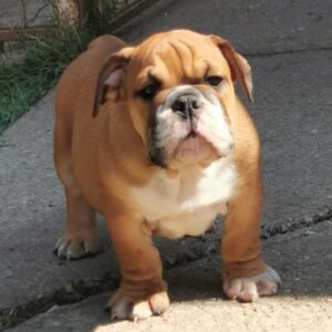 Dart English Bulldog
