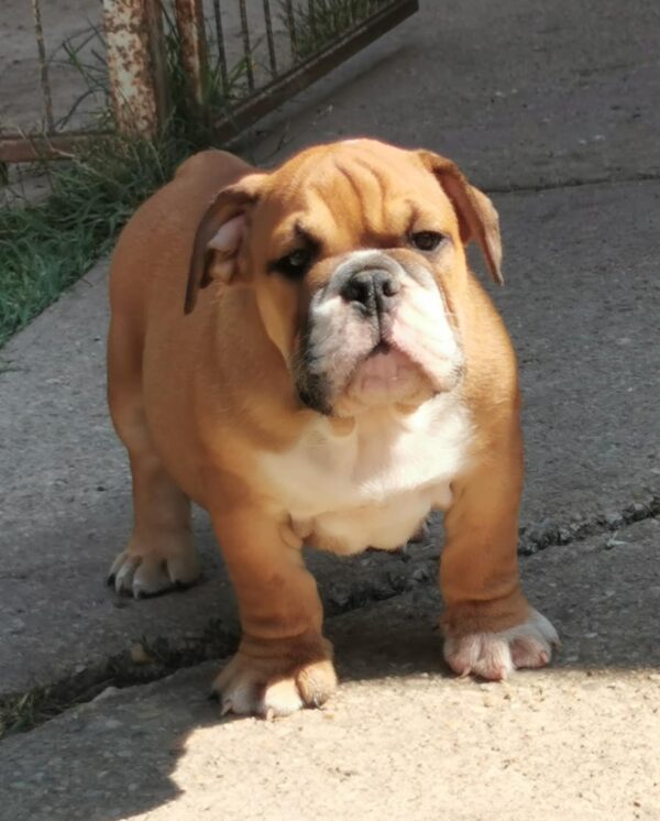 Dart English Bulldog
