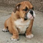 Dart-male-english-bulldog-puppyfor-sale (4)