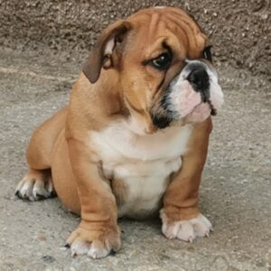 Dart English Bulldog