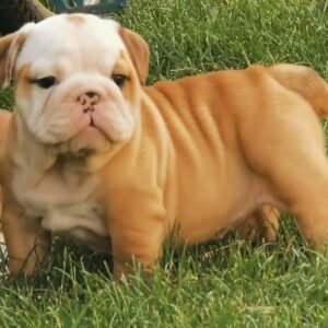 Daza English Bulldog