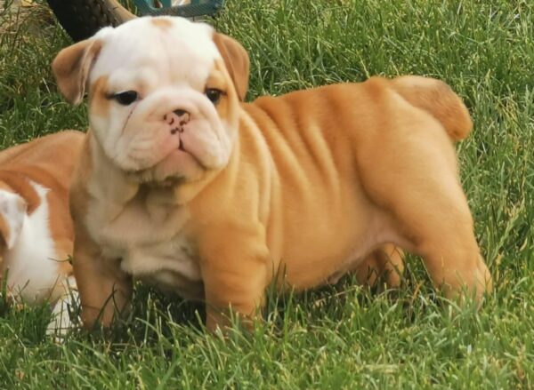 Daza English Bulldog