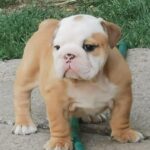 Daza-female-english-bulldog-puppy-for-sale- (2)