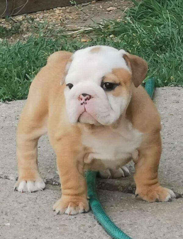 Daza English Bulldog