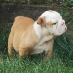 Daza-female-english-bulldog-puppy-for-sale- (3)
